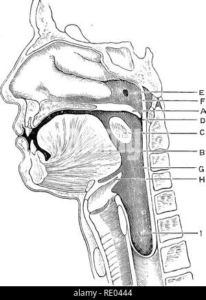 . La physiologie de l'animaux domestiques ; un texte-livre pour les étudiants vétérinaires et médicaux et les praticiens. La physiologie, l'étude comparative ; les animaux domestiques. La déglutition. 309 ensemble, à venir se coucher ensemble comme des écrans ou des rideaux latéraux (Landois), rencontrez le faux dos de la langue, et ainsi former une partition entre la bouche et le pharynx, l'occlusion est toujours secondé par la contraction des muscles du stylo-glossi, qui élèvent la langue et appuyez-le contre le palais. La deuxième étape de la déglutition commence alors, et le bol alimentaire est maintenant entièrement hors du contrôle de la volonté, et Banque D'Images