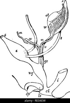 . Un texte-livre de physiologie comparée pour les étudiants et les praticiens de médecine vétérinaire (comparatif). La Physiologie, comparatif. Le DEVBLdPMENT OP L'embryon lui-même. La doublure 115 ccelom à une région devient différenciés en col- umnar (cellules de l'épithélium germinal) qui par l'involution dans le mésoblaste forment une sous-jacent s'étendant de tubules avant l'arrière et en relation étroite avec le conduit d'WolflBan MuUerian, formant ainsi l'air par le processus de séparation et de clivage mentionnées plus haut.. Fig. 123.-représentation schématique des organes génitaux d'un hnman pré embryon- vi Banque D'Images
