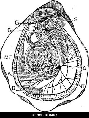 . La physiologie de l'animaux domestiques ; un texte-livre pour les étudiants vétérinaires et médicaux et les praticiens. La physiologie, l'étude comparative ; les animaux domestiques. Fig. 63.-Appareil digestif de miel- abeille (Apis mellifica), après Leon Du- quatre. pi, glande salivaire ; glo. poison-gland : "(, passage ; sur l'oesophage ; •", vasa malpighii ; c, du côlon, du rectum ; r- myl, culture.. Fig. 64.-anatomie de l'huître. (Perrier). » » ,F' moutn : E. estomac : I. intestin : A. L'anus ; GG', ganglions nerveux ; MT, manteau ; B, braachix. table la nourriture, ce qui correspond à la première apparition de la distinction entre les herbivores et location Banque D'Images