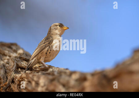 Sociable Weaver - Philetairus socius, belle commun weawer de savanes africaines et les buissons, Sossusvlei, Namibie. Banque D'Images