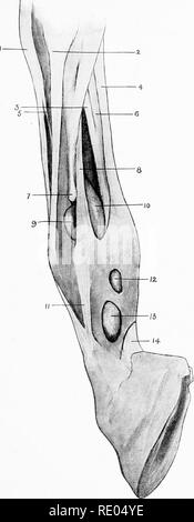 . L'Anatomie chirurgicale du cheval ... Les chevaux. XXVII. plaque de force avant-L.imb. Aspect extérieur montrant les gaines à boulet I. tendon du muscle extenseur pedis. 2. Tendon du muscle extenseur suffraginis. 3. Subcarpal ou vérifier ligament. 4. Tendon du fléchisseur perforatus. 5. Direction générale de la liaison entre les tendons extenseurs du pied et de l'extenseur suffraginis. 6 et 14. Tendon du fléchisseur perforans. 7. Bouton de l'espace extra-petit métacarpe. 8. Ligament suspenseur. 9. Le renflement de la membrane synoviale de Boulet (position des windgall articulaire). 10. Le renflement de qualité supérieure grande gaine sésamoïde (position habituelle des windgall tendineux). 1 Banque D'Images