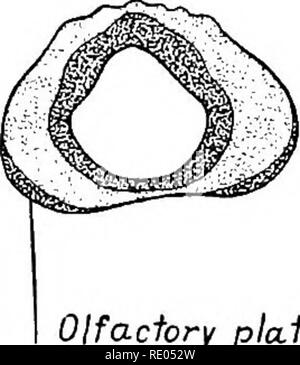 . Un manuel de laboratoire et texte-livre de l'embryologie. L'embryologie. Développement des organes des sens papille 369 ? De la langue, sur la surface inférieure de la langue, sur les deux faces de l'épiglotte, sur les amygdales palatines et d'arches et sur le palais mou. Après la naissance de nombreuses papilles dégénérer, persistant sur les murs latéraux de l'vallate et foliée papille, sur quelques papilles fongiformes et sur la surface du larynx de l'épiglotte. Le anlages des papilles apparaissent comme des épaississements de l'épithélium lingual dans 11 cm. fœtus (Keibel). Les cellules du bourgeon urétéral et goût allonger l Banque D'Images