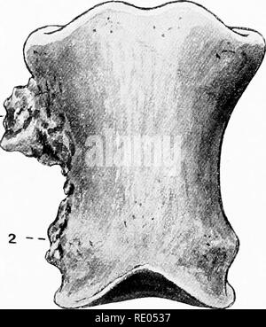 . L'Anatomie chirurgicale du cheval ... Les chevaux. I -. XVII. plaque-Os et Os Suffraginis Corona 1. Surface antérieure de grand métacarpe. 2. Surface articulaire inférieure de l'idem. 3. Rougli attactiment- pour la zone de ligament latéral de boulet. 4. Surface antérieure de suffraginis. 5 et 7. Pour les domaines de l'attachement des ligaments latéraux paturon. 6. Surface antérieure de corona. 8. Salon pour la fixation des ligaments latéraux de la pédale. 9. La surface articulaire inférieure de la corona ;. L'OS suffraginis montrant exostoses (soi-disant faux) ringbones au pièces jointes des ligaments latéraux de {j)le Banque D'Images