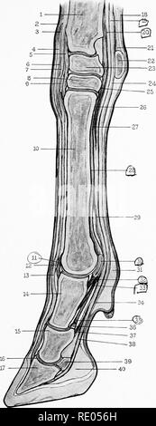 . L'Anatomie chirurgicale du cheval ... Les chevaux. VIII.-Plaque de section longitudinale du "Off" KoI';e Li;ib, Knke downwakds, montrant des os, tendons, ligaments, etc.-je. Rayon. 2. La peau. 3 et 6. De la gaine du tendon extenseur du pied. 4. Bande annulaire du fascia profond. 5, la face antérieure du genou ligament commun, 7. Tendon du muscle extenseur pedis. 3. Os magnum. 9. Bursa synovial. 10. Grand métacarpe. II. Le ligament commun antérieur) o"f boulet'. 12. Bursa synovial. 13. Tendon du muscle extenseur pedis. 14. Os suffraginis. 15. Os coronse. 16. Proces pyramidale ? ;." 17".'Os pedis, 18. La peau. 19. Tendo Banque D'Images