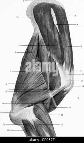 . L'Anatomie chirurgicale du cheval ... Les chevaux. Tôles IV.-dissection superficielle. Scène de la chaux (à droite), l'aspect extérieur.-i. Cartilage de prolongation. 2. Colonne vertébrale de l'omoplate. 3. Angle de dorsale de l'omoplate. 4. Le bacille de la colonne vertébrale. 5. Le muscle sous-épineux. 6. Sus-épineux. 7. Habitant de magnum. 8. Tendon du sous-épineux. 9. Le muscle deltoïde. 10. Le tendon sus-épineux de l'extérieur. 11. Insertion du deltoïde. 12. La division antérieure de tubérosité externe de l'humérus (c.-à-d., le sommet). 13. La partie supérieure de la crête du deltoïde. 14. Tendon d'origine du biceps. 15. Habitant moyen. 16. Muscle biceps. 17. Brachiale anticus. 18. Inserti Banque D'Images