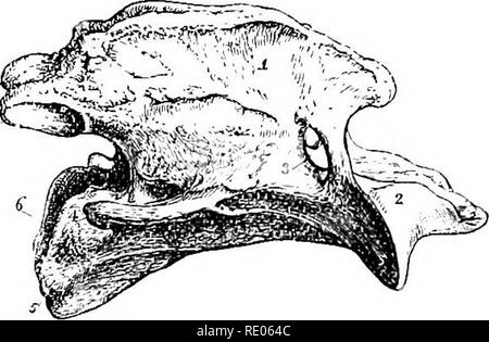 . Un texte-livre de zoologie agricole. Zoologie Zoologie agricole, ;, économique. 288 SQUELETTE DU CHEVAL. numher. C'est le numéro général dans tous les mammifères ; même le long cou de la girafe a seulement le même nombre que le cou court du cochon,' Le cen'ical vertèbres sont de forme cubique, les deux premiers cours de modification. Le premier est connu comme le atJcL--&Lt ; (fig. 151), qui est simplement un anneau osseux .avec laquelle le crâne articu- lates en avant ; il n'y a pas à ce ver- centrum. tebra du tout. La seconde. Fig. 150.-Axiy. (Luteral vue.) 1, apophyse épineuse supérieure ; '2, jiro odontoid cess ; 3, en Banque D'Images