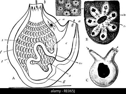 . Un texte-livre de zoologie agricole. Zoologie Zoologie agricole, ;, économique. 278 ACRAiJIA. Les tuniciers (figs. 144, 145) ou de la mer sont les jets de bouteille ou flacon-- sliaped-masses gélatineuses à joints à des roches, &amp;c., dans la mer. Qu'elles constituent un groupe important, nous pouvons facilement comprendre lorsqu'une monographie des formulaires trouvés hy l'expédition du Challenger atteint huit cent pages impaires quarto. Ces sujets sont en dehors de notre province, comme ils sont purement des animaux marins. Il est suffisant pour notre but de souligner. Fig. 144 -Structure d'un tunicier. Un schéma de Hie, structure d'un Banque D'Images
