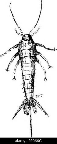 . Un texte-livre de zoologie agricole. Zoologie Zoologie agricole, ;, économique. 260 APTEEA. de son propre chef, soit sur une pièce d'eau, le long de certaines voies, ou dans certains glade dans un bois. Il y a certains (LibelluUdce) qui sont de beaux insectes fragiles (Calepteryx). Les oeufs sont pondus dans l'eau ou sur les plantes aquatiques. Les jeunes (fig. 134, b) n'ont pas de traces d'ailes. Ils commencent à se manifester après la troisième ou quatrième mue (c, w). La nymphe (c) a un corps beaucoup plus courte que chez les adultes, et, à l'éclosion du précédent, rampe de la tige de certaines plantes à l'eau, quand le shell se divise, et le Dragon-fly eme parfait Banque D'Images