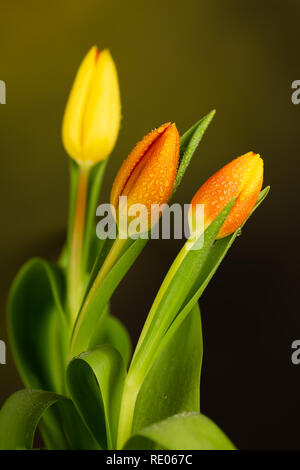 Tulipes orange et jaune sur fond vert clair gradué avec les gouttelettes d'eau sur les fleurs Banque D'Images