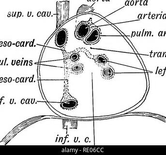 . Les droits de l'embryologie et de morphologie. L'embryologie, l'homme ; la morphologie. Développement de l'appareil circulatoire. 245 formé des cavités pleurales. L'pleurae s'étendre jusqu'au lieu de rester, comme les passages minute au-dessus et derrière le péricarde, ils arrivent à couvrir complètement. La partie abdominale du cœlome constitue la cavité péritonéale ; une petite partie de chaque côté est coupée dans le scrotum, la tunique vaginale. Le péricarde.-Dans la Fig. 202 la relation du coeur pour le péricarde est affichée au cours de la 3ème semaine de la vie foetale. Le coeur est tubulaire ; les nageoires dorsale et ventrale (Fig. mesocardia 193) ont Banque D'Images