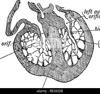 . Les droits de l'embryologie et de morphologie. L'embryologie, l'homme ; la morphologie. Développement de l'appareil circulatoire. 241 que l'intérieur de la cavité ventriculaire au cours du deuxième mois est rempli d'une éponge, travail musculaire comme le ventricule du coeur de grenouille (Fig. 199). Hors de ce réseau musculaire sont formés : (1) ; (2 cordons tendineae) Musculi papillares ; (3) Le modérateur de groupe ; (4) les colonnes charnues et columnae carneae ; (5) Musculi pectinati (dans les appendices auriculaires). droit aur-vent. ousi. gauche. tricuspide aur-vent. Orifice ' valeur bicuspides musculaires , sponge-travail intervent. sept. Fig. 199.-Sect Banque D'Images