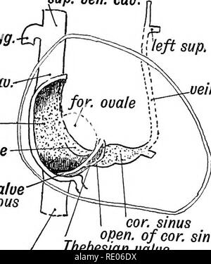 . Les droits de l'embryologie et de morphologie. L'embryologie, l'homme ; la morphologie. Développement de l'appareil circulatoire. 237 la supérieure à la veine cave inférieure, et indique la jonction de l'oreillette primitive avec le sinus veineux. intercost gauche veine de surintendant du Maréchal/ sup. uen. cau vena, azyg. sap. uen. eav. partie de rt. aur. veineux gauche. valeur Valeur Eustach (droite) veineux , consinus ofoor ouvert, sinus valve thebesian. mf. ven. cava Fig. 196.-indiquant les structures formées à partir des sinus veineux. ^. sup. uen cau.. bonne valeur. uen bonne aur.. Veuillez noter que ces images sont extraites d'un balayage Banque D'Images