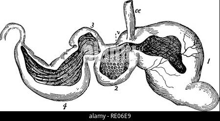 . Lignes de la physiologie comparée et de la morphologie des animaux. Anatomie, physiologie, comparatif, comparatif. Une bonne nutrition. 315 adopté le premier plan dans les intestins de se soumettre à la troisième étape de la préparation des aliments. Il nous laisse pour le présent alors que nous examinons la physiologie comparée de l'estomac.-Le processus chimique de la digestion est la même, et l'appa- ratus presque les mêmes dans tous les vertébrés. Il n'y a que deux modifications suffisamment important pour arrêter notre attention, à savoir, que des mammifères ruminants et que des oiseaux granivores. Les ruminants.-l'estomac des ruminants (Fig. Banque D'Images