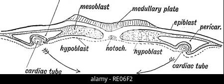 . Les droits de l'embryologie et de morphologie. L'embryologie, l'homme ; la morphologie. Développement de l'appareil circulatoire. 233 le sac vitellin par une veine vitelline pompes ; chaque son sang dans un tronc aortique qui termine comme l'artère du sac vitellin. pericardiac mesobtast ,partie de cœlome /plaque médullaire. perwar .épiblaste. tube cardiaque tube cardiaque Fig. 191.âTransverse article du blastoderme montrant le droit et gauche Tubes cardiaque situé dans le Splanchnopieure. Ces deux tubes sont soudées ensemble pour former un coeur tubulaire simple par la 3e semaine. Les tubes cardiaques s'unir en l'splanchno- pleures toget venir Banque D'Images