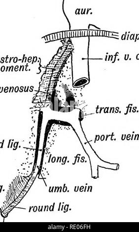 . Les droits de l'embryologie et de morphologie. L'embryologie, l'homme ; la morphologie. Développement de l'appareil circulatoire. 231 La partie rénale de la veine cave inférieure est développé comme un canal de dépasser le canal d'Arantius (Fig. 189). Les veines ombilicales.-La veine ombilicale à la naissance se compose de deux parties : (1) une pièce dans le cordon ombilical ; (2) un autre dans le corps, enfermé dans le ligament suspenseur et moitié antérieure de la scissure longitudinale du foie. Il y rejoint le canal d'Arantius et veine porte (Fig. 189). L'état des veines ombilicales dans un embryon humain de trois semaines, c'est sho Banque D'Images