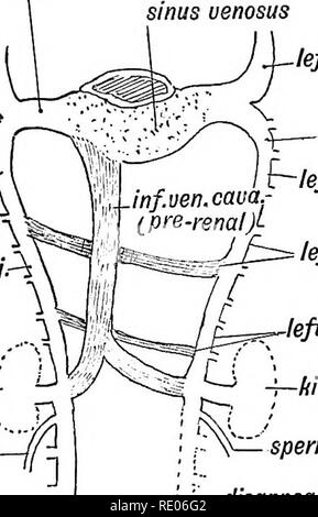 . Les droits de l'embryologie et de morphologie. L'embryologie, l'homme ; la morphologie. Développement de l'appareil circulatoire. 227 à partir de la veine cardinale droite sont formés (1) la veine grande azygos ; (2) l'après-partie rénale de la veine cave inférieure (fig. 186). La partie au-dessus de l'entrée de la veine rénale droite devient la grande veine azygos ; la partie ci-dessous, la veine cave inférieure. Par conséquent, c'est que l'origine de la veine azygos peuvent souvent être attribués à la veine rénale. La veine lombaire ascendante, qui se termine également dans la veine grande azygos, est, comme déjà mentionné, un nouveau canal anastomotique. À partir de la gauche le cardinal se présentent (Fig. Banque D'Images