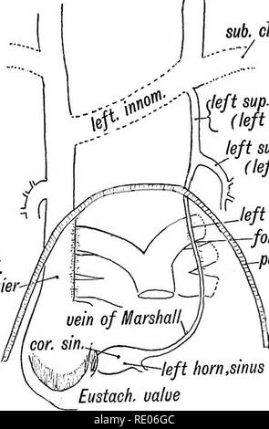 . Les droits de l'embryologie et de morphologie. L'embryologie, l'homme ; la morphologie. Développement de l'appareil circulatoire. 225 le reste ; la partie pour couper les formes du péricarde (Fig. 201). Ainsi, les canaux de Cuvier ont un rôle déterminant dans la séparation de la cavité pleurale péricardique. Si la pleuro- primitive communication péricardique (iter venosum de Lockwood) persiste entre eux, il se produit comme un foramen dans le péricarde derrière la partie de la veine cave supérieure provenant de la gaine de Cuvier. 2. Le pli Vestigial et obliques de veine Marshall.-Dans l'embryon humain au cours de la 3e semaine et pour quelques semaines un Banque D'Images