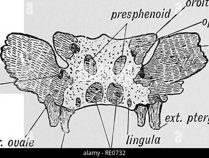 . Les droits de l'embryologie et de morphologie. L'embryologie, l'homme ; la morphologie. Le crâne. Fusible 169 extrémités autour de la cessation antérieure de la notochorde parachordal avec les cartilages. La partie buccale de l'hypophyse se développe dans la cavité crânienne, en face de la notochorde et garde les deux cartilages en dehors ; mais en face de l'hypophyse les deux bars fusible dans la ligne médiane. Les parties de la fusion mésiale trabécules se développer dans la processus nasal mésiale dont elles font la base du squelette et se transforment dans le septum cartilagineux primitif des cavités nasales (Figs. 136 et 3, p. 3). Banque D'Images