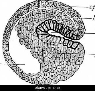 . Contours de la zoologie. Zoologie. Développement de la grenouille. 551 de l'hypoblaste forme la notochorde le long de la ligne dorsale de l'archenteron. De chaque côté de ce mensonge masses de mésoblaste qui ont été l'éclatement de l'hypoblaste. Chacune de ces primitives se divise en segments (proto- vertebrse) ci-dessus, et les plaques latérales non segmenté ci-dessous. Les plaques latérales divisée en deux couches, l'investissement intérieur splanchnique ou l'intestin, le somatique ou couche externe appliquée à l'épiblaste ; l'espace entre les deux couches est la cavité du corps. Le corps devient maintenant nettement divisée en régions, t Banque D'Images