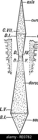 . Les droits de l'embryologie et de morphologie. L'embryologie, l'homme ; la morphologie. Chapitre XI. La colonne vertébrale et le dos. Les Pyramides de la colonne vertébrale.-l'épine, lorsque vu de l'avant, est considéré d'être composé de quatre pyramides : (1) col de l'utérus ; (2) dorsale supérieure ; (3) ; dorso-lombaire (4) sacro-coccygien (Fig. 113).. la partie supérieure du sternum pyramide dorsale dorso-lombaire Flo sacrée. 113.-Diagramme des pyramides de la colonne vertébrale. Les bases des deux pyramides supérieur réunit à la disque entre le 7e et 1e vertèbres dorsales du col ; les bases. Veuillez noter que ces images sont extraites de la page numérisée des images qui peuvent avoir b Banque D'Images