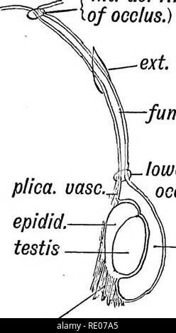 . Les droits de l'embryologie et de morphologie. L'embryologie, l'homme ; la morphologie. Le système urogénital. 131 Le testicule consacre le septième mois de la vie foetale dans son exode à travers la paroi abdominale. Dans le huitième mois, il quitte le canal inguinal et est à l'anneau de l'abdomen externes. Après la naissance, il n'atteigne le fond du scrotum. L'atrophie de l'gubernaculum tire vers le bas. Un reste de la guber- naculum peuvent toujours être trouvés dans l'adulte derrière l'épididyme et le testicule, dans mesorchium (Fig. 105). Le processus Vaginalis.- âThe processus vaginalis devient obstruée en deux points sur la ti Banque D'Images