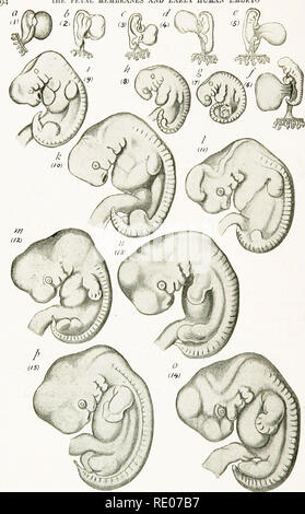 . Un manuel de laboratoire et texte-livre de l'embryologie. L'embryologie. Les membranes foetales et au début de l'embryon humain. Fig. 85.-embryons de son Normcntafcl'. Les embryons sont compris du premier mois (Keibel et Elze). X 5- 94. Veuillez noter que ces images sont extraites de la page numérisée des images qui peuvent avoir été retouchées numériquement pour plus de lisibilité - coloration et l'aspect de ces illustrations ne peut pas parfaitement ressembler à l'œuvre originale.. Prentiss, Charles William, 1874-1915. Philadelphie, Londres, W. B. Saunders Banque D'Images