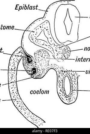 . Les droits de l'embryologie et de morphologie. L'embryologie, l'homme ; la morphologie. Le système urogénital. Les mauvais se forme dans l'embryon au plus tard à la de Wolff. Dans Miillerian les poissons est dérivé de l'de Wolff. Ils myotome de Wolff conduit d Miillerian Wolff ridge Somatopleure et ectoblaste. canal neural .sclérotome notochorde masse cellulaire intermédiaire mésoblaste viscéral -gut. Fig. 85.-une section transversale de montrer la manière dont le Miillerian arite Wolff et conduits, et leur position dans la crête de Wolff. (Après Kollmann.) à droite du conduit de Mullerian. Pli inguinal. Wolff vessie-u uro-gen gen des sinus. Banque D'Images