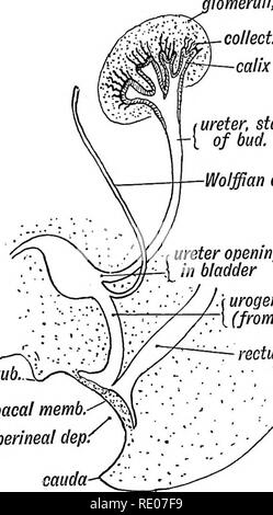 . Les droits de l'embryologie et de morphologie. L'embryologie, l'homme ; la morphologie. Le système urogénital. 109 du rein sont formés à partir de groupes de cellules épithéliales sur l'enveloppe convexe de la dilatation des fin de l'insuffisance rénale bourgeon. Ils se présentent comme des bourgeons qui poussent à tubulaire dans le mésoblaste intermédiaire lomeruli, etc. recueillir calix tubules de l'uretère, j'{ manomannette de bud. Wolff.. y. -R Ouverture de l'uretère dans la vessie. ti-4 j sinus urogénital [ (du cloaque) rectum genit. Bain à remous. cloaeal memb. dep périnéale, cauda Ftg. 84.-La terminaison de l'uretère dans la vessie et sous-division de la masse cellulaire rénale. Bud, subdiviser un Banque D'Images