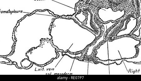 . Un manuel de laboratoire et texte-livre de l'embryologie. L'embryologie. ^Neuraliube ^â Wmx. Veuillez noter que ces images sont extraites de la page numérisée des images qui peuvent avoir été retouchées numériquement pour plus de lisibilité - coloration et l'aspect de ces illustrations ne peut pas parfaitement ressembler à l'œuvre originale.. Prentiss, Charles William, 1874-1915. Philadelphie, Londres, W. B. Saunders Banque D'Images