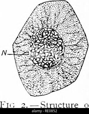 . Contours de la zoologie. Zoologie. 44 LES ÉLÉMENTS DE STRUCTURE.. r, 2. - Structure de la cellule. (Après l'Carxoy.) avec noyau chro- matic bobine, remarque proto- plasmique sarcoplasmique. Dans le nucléole une " endo-nucléole " a été découvertes. Bien que les noyaux de cellules différentes diffèrent dans les détails, il y a une similitude fondamentale, à la fois de la structure et l'activité, dans le monde des cellules. ((-). Cetitrosomes TAe-Lorsqu'une cellule se divise en deux éléments, la chromatine ou les chromosomes du noyau sont également divisés et se séparent pour former les deux noyaux. Dans cette séparation très fi Banque D'Images