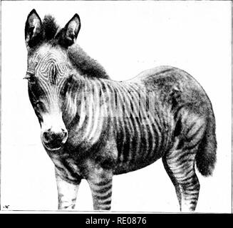 . Le Penycuik expériences. L'hybridation ; Telegony ; Chevaux ; 1899. 92 TKLEGOKY KEVEIISION ANLj. bien élevé avec les chevaux, et que seuls les cinq bandes verticales derrière l'épaule stripe se mélangent avec le débit en bauds, Avhich dorsale, comme dans manj- zèbres, élargit légèrement alors qu'il traverse la croupe. . Roinulus-Tn Romulus, et dans mes autres poulains hybride, il y a des rayures, mais uumerous, comme il arrive, le plan de la répartition est en chacun d'entre eux tout à fait différente de celle de leur sire Matopo. Ce sera à la fois évident si les photographies de Romulus (Figs. 31, 32, et 33) sont comparés à ceux de son père (Fig. 17 et 18). Je Banque D'Images