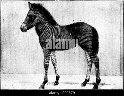 . Le Penycuik expériences. L'hybridation ; Telegony ; Chevaux ; 1899. Romulus (sept jours) et liis barrage, mulâtre. Fjg. 33.. Komulus : vingt-sept jours. Veuillez noter que ces images sont extraites de la page numérisée des images qui peuvent avoir été retouchées numériquement pour plus de lisibilité - coloration et l'aspect de ces illustrations ne peut pas parfaitement ressembler à l'œuvre originale.. Ewart, J. C. (Jacques Cossar), 1851-1933. Londres, A. et C. Black Banque D'Images