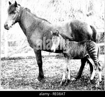 . Le Penycuik expériences. L'hybridation ; Telegony ; Chevaux ; 1899. Le PENYCUIK EXPEKIMENTS 30. Pour en disant qu'ils sont descendus de sires qui s'est échappé des navires de l'Armada espagnole. Romulus, lorsque quelques jours la ligue de l'est la plus jolie petite créature que j'ai jamais vu (Fig. 9). Il semblait combiner toute la grâce et l^sthétique d'une antilope et un poulain arabe bien élevés. Au lieu de, comme son père, à la recherche comme si fraîchement peint pour un Lord Mayor's Show, il était irréprochable Fig. 0.. Romulus (scveu jours), aud son barrage, mulâtre. de coloration dans la disposition des aud les rayures, taches, un Banque D'Images