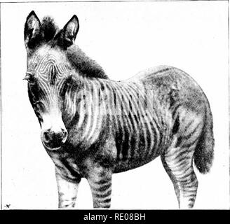 . Le Penycuik expériences. L'hybridation ; Telegony ; Chevaux ; 1899. Le PENYCUIK EXPEKIMENTS J. 4. bande mésiale ventrale qui mélangé avec le corps de couleur foncée de chaque côté. Lorsque le marquage de l'hybride sont soigneusement mis en contraste avec les bandes dans le groupe de zèbres de Burchell, ils seront trouvés pour diffèrent très con- siderably, plus particulièrement dans la région de la tête et sur les reins et les cuisses. En attendant, je me contenterai de peu décrivant la disposition des bandes dans l'hybride. Le front est caractérisée par l'existence- une remarquable série de bandes étroites, brun foncé Banque D'Images