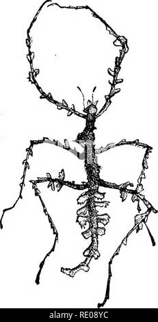 . Zoologie pour les lycées et collèges. Zoologie. Fig. 54^âLeaf {insectes phy- Uuin). La moitié de la taille naturelle. retour. Les chenilles des géomètres souvent gagné- derfully imitent les tiges de l'pjants ils se nourrissent de, en couleur et marques, même à l'vvarts â et de tubercules sur leur peau. Comme un exemple de mimétisme peut-être con- scious ou d'efforts à cacher leur nid à partir de la recherche de leurs ennemis, peut être cité le piège- spider porte observé par Moggridge dans le sud de l'Europe. Cette araignée creuse son trou entre moss et petites fougères, et après la trappe est pris le dessus est couvert de plus en plus Banque D'Images