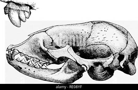 . Une introduction à l'étude des mammifères vivant et disparu. Les mammifères. V V Fig. 275.-La dentition permanente et de feuillus d'Plioca^ Greenland Joint (gr/siilandlca). La première et deuxième incisives caduques sont ali-eady absorbée. avec des bords antérieur et postérieur, mais sans accessoire cuspides, sauf parfois dans les deux entraver celles de la mâchoire inférieure. À l'exception de la dernière un ou deux dans la mâchoire supérieure et la dernière dans la mâchoire inférieure, ils sont tous les uniradicular. Vertèbres : C 7, D 15, L 5, S 4, C 14. Une espèce, H. grypus, le phoque gris de la Côtes de Scandinavie et les Britanniques Banque D'Images