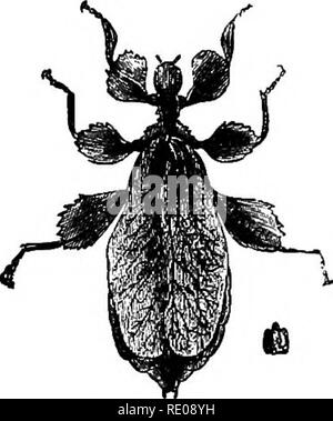 . Zoologie pour les lycées et collèges. Zoologie. PBOTEOTIVE BESEMBLAIsCE. 677. Fig. 54^âLeaf {insectes phy- Uuin). La moitié de la taille naturelle. retour. Les chenilles des géomètres souvent gagné- derfully imitent les tiges de l'pjants ils se nourrissent de, en couleur et marques, même à l'vvarts â et de tubercules sur leur peau. Comme un exemple de mimétisme peut-être con- scious ou d'efforts à cacher leur nid à partir de la recherche de leurs ennemis, peut être cité le piège- spider porte observé par Moggridge dans le sud de l'Europe. Cette araignée creuse son trou entre moss et petites fougères, et après la trappe est faite e Banque D'Images