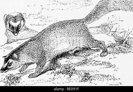 . Une introduction à l'étude des mammifères vivant et disparu. Les mammifères. 578 CARNIVORA V&gt ;^^ &lt;S^^^ Helidis-}âDentition : j f, c , p ^ ^ m, ; total 38. La carnassial avec un grand tubercule intérieure bicuspides molaire supérieure ; de plus petits, plus large que dans le transversalement antero-postérieur direction. Carnassial avec talon inférieur environ un tiers de la longueur de la dent. Crâne allongé, /'"'â v,.,, -^»'â '.,--- - Le^, plutôt étroite et déprimés. Partie faciale particulièrement nar- ligne. Foramen orbital infra- très grand. Tête plutôt petite et pro- duits à l'avant, avec une élon- gated, tronqué obliquement, Banque D'Images