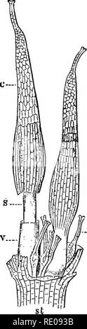 . Un manuel de botanique structurels ; un manuel introductif pour les étudiants de la science et de la pharmacie. La morphologie des plantes. Fig. 595. Un champignon ascomycète-Peziza- A, montrant l'article grâce à spore complet--corps de palier l'apothèce ; h, l'hyme- : plutonium s, les hyphes, formant faux tissu ; B, section agrandie d'une partie du ci-dessus qui montre a, b, c, d, e,f, l'ASCI, en différentes tailles et à divers stades de développement des spores ayant lieu en leur sein, les spores sont matures dans /, sh, le faux- paren chyma composé d'hyphes entrelacés.. Fig. 596. Montrant le développement de sporo- phyte de moss : St, apex de ste Banque D'Images