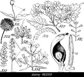. Un manuel de botanique structurels ; un manuel introductif pour les étudiants de la science et de la pharmacie. La morphologie des plantes. Le IXDETERMIXATE ANTHOTAXY SOUS FORME DE longueur à 201 à un niveau uniforme, ceux de développement plus tard successivement porté à la suite aux points, ou à gauche successivement des niveaux inférieurs. Ce fait démontre que la nature ou décroissant cymeuses de l'inflorescence ne peut pas être déterminée en notant la hauteur relative des fleurs elles-mêmes, mais seulement en notant l'ordre de leur développement.. cjTcfJ. ^C9j. JS6 Fig. o7ti. Scapose floworod poduni 1-'Ie de tulipe. ."&Gt;77. Conni Banque D'Images