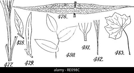 . Un manuel de botanique structurels ; un manuel introductif pour les étudiants de la science et de la pharmacie. La morphologie des plantes. 176 La feuille peut être soit biennale, la forme ordinaire, ou pérennes. Les feuilles persistantes sont celles qui restent sur l'arbre, mais dans un état de mort, étant habituellement obligés par la croissance de la saison suivante. La limbe.-j'en arrive maintenant à l'étude de la feuille-blade, nous constatons qu'il est à l'étude, et ses variétés classées, en ce qui concerne son rapport à son support, sa texture, forme, surface-ce y compris les grandes lignes ainsi que les formes particulières de l'apex et b Banque D'Images