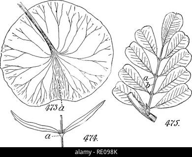 . Un manuel de botanique structurels ; un manuel introductif pour les étudiants de la science et de la pharmacie. La morphologie des plantes. 174 LA FEUILLE ici nécessitent une attention particulière. Quant à leur présence ou l'absence, les feuilles qui les possèdent sont appelés stipulent ; ceux qui ne le font pas, Exstipulate. Comme ils tombent souvent avec l'expansion de l'oeuf, il y a grand danger qu'une usine précise peut être confondu avec l'un qui n'est pas. Quant à leur durée, par rapport à la feuille-bouton et fleur, les termes ijaducous, à feuilles caduques, persistantes, et ainsi de suite, sont appliqués pour eux que pour les parties de l'perigone. Il a été démontré que le tw Banque D'Images