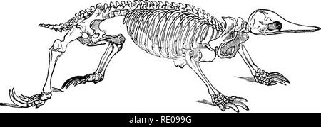 . Zoologie pour les lycées et collèges. Zoologie. L'échidné et BEC. 573 dans un ponch mammaire, où les jeunes éclosent. Le projet de loi prévoit également de canard- gros oeufs. Le développement embryonnaire est meroblastic, comme chez les reptiles. Les mâchoires sans dents sont longues et étroites à l'Échidné, ou large et plat dans le bec de {Ornithorhynchusparadoxus Blumenbach), où il est couvert par un tégument coriace ; l'oreille externe fait défaut.. Fig. 494.-squelette d'EcMdna hystrix,-Prom Brehm's Thierleben, dans le milieu aquatique le bec de pieds sont palmés, avec pinces de taille moyenne. Elle est couverte d'une fourrure douce, et est sur Banque D'Images