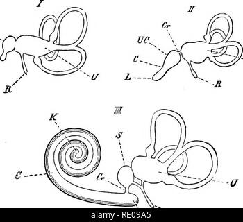 . Zoologie pour les lycées et collèges. Zoologie. Fig. 490.-Couronne de la dent d'un cerf, montrant l'émail ménisques.- Après Owen. J.  c--'. - Zrj '•••s Fig. 491.-diagramme du labyrinthe de l'oreille dans / la flsh, //, l'oiseau, et ///, un mammifère. Tc, utriculus ; 5". saccnlus^J ; 9, andsacculus utriculus ; C'r, canalis reuniens ; B, recessus labyrinthi ; UC, début de la cochlée, C, L, lagena ; K. ccEcal sac à l'apex ; C, sac du commodo coecal du canal cochléaire.-Après Wal- deyer, de Gegenbaur. Grande, externe, et suspend la mâchoire inférieure au crâne, devient maintenant minute, Banque D'Images