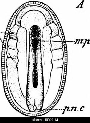 . L'amphioxus et l'ascendance de la vertébrés. L'amphioxus ; seringues de mer ; Hémichordés. 'EMBR ONIC DEI 'El ment. 113 Grozvth d'incendie-eat)imiiig embryon. Entre 4 et 5 heures dans le premier matin de développement, c'est-à-dire à peu près à la huitième heure, l'embryon a atteint le stade représenté à la Fig. 62, et qu'il éclate à travers la membrane vitelline et devient libre, natation au moyen de ses cils à la surface de la mer, ou de l'aquarium. Le fait que l'amphioxus a une piscine, embryon cilié est important qu'un grand lien entre les vertébrés et les invertébrés, Banque D'Images