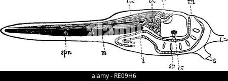 . Zoologie pour les lycées et collèges. Zoologie. Fig. 3861.-Diagramme d'embiyo lamproie. •N ? Br : f-. Fig, 386'.-Diagramme de larves d'ascidies. Dans Letterineap Fig. A. m, bouche ; i. Appareil digestif ; s/&gt ; stigmates, dans la partie du pharynx : ttf coeur ; e,eye : er, 6r ; l'oreille, le cerveau ; nc, cordon nerveux ; 6', h", mi-cerveau ; cl, cervelet ; sjtn, les nerfs rachidiens ; n, notocord ; lo, cavité nasale ; s, les meuniers (leurs homologues également se produire chez les jeunes et les têtards de garpikes vfhence). n-latérale rves passer dehors. À la suite d'une torsion de l'axe de la queue, le dos à l'origine placé nerf caudal s'agit de hav Banque D'Images