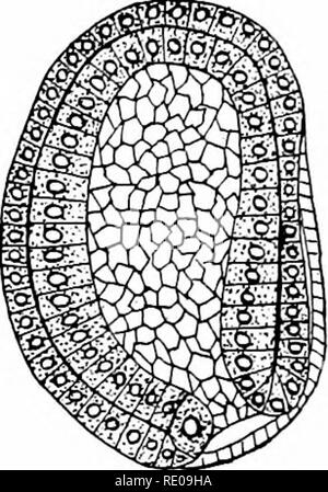 . L'amphioxus et l'ascendance de la vertébrés. L'amphioxus ; seringues de mer ; Hémichordés. 112 Développement de l'amphioxus. tandis que le côté opposé est aplatie ; c'est une indication que la différenciation dorso-ventrale a eu lieu, puisque le côté aplati marque le dos ou l'arrière de l'embryon, tandis que le côté convexe est ventrale. Il peut être vu plus loin que l'est incliné vers l'blastospore face dorsale de l'embryon. L'inclinaison de la dorsale blastospore est éminemment caractéristique de la gastrula vertébrés de l'ascidie jusqu'aux plus hautes formes craniate. Dans l'Inverte- brates (Anne Banque D'Images