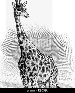 . Une introduction à l'étude des mammifères vivant et disparu. Les mammifères. GIRAFFIDyE^ 331 émail ; celles supérieures n'ayant pas d'accessoires intérieur colonne. Chiffres latérale totalement absentes sur les deux pieds avant et arrière, même les sabots pas développée. Humérus -avec double rainure bicipital. Vertèbres :. Veuillez noter que ces images sont extraites de la page numérisée des images qui peuvent avoir été retouchées numériquement pour plus de lisibilité - coloration et l'aspect de ces illustrations ne peut pas parfaitement ressembler à l'œuvre originale.. Fleur, William Henry, 1831-1899 ; Lydekker, Richard, 1849-1915. Londres, A. et C. Black Banque D'Images