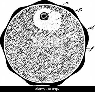 . L'amphioxus et l'ascendance de la vertébrés. L'amphioxus ; seringues de mer ; Hémichordés. EMBRYOXIC BEVELOPMEXT. 105 de l'amphioxus ascidies et marque une époque distincte dans le progrès de la science de l'embryologie. DEVELOrMEXT embryonnaires. La fertilisation et ctb'&gt;nc !itation de l'ovule. La saison de reproduction s'étend de l'amphioxus, dans le Med- iterranean, du printemps à l'automne. Le gonadic sous l'orreille bv la maturation des ovules et spermatozoïdes dans les sexes, et finall}- burst, l'exercice de leur contenu dans la cavit}-, d'où qu'ils atteignent l'extérieur par th Banque D'Images