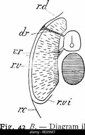 . L'amphioxus et l'ascendance de la vertébrés. L'amphioxus ; seringues de mer ; Hémichordés. TOMV ANA INTERNE. 85 Les deux premières paires de nerfs diffèrent en de nombreux points de ceux qui réussissent, et sont connus comme les nerfs crâniens. Ainsi, ils n'ont pas de racines ventrales ; ils semblent être exclusivement sensorielle, et n'importe quel privé intérieur ; les muscles leur distribution est limitée à le museau, et ils sont surtout caractérisées par la pré- sence d'élargissements ganglionnaires périphériques qui se produisent surtout sur les branches plus fines des nerfs près de leurs ex- tremities distale. De plus ils se trouvent Banque D'Images